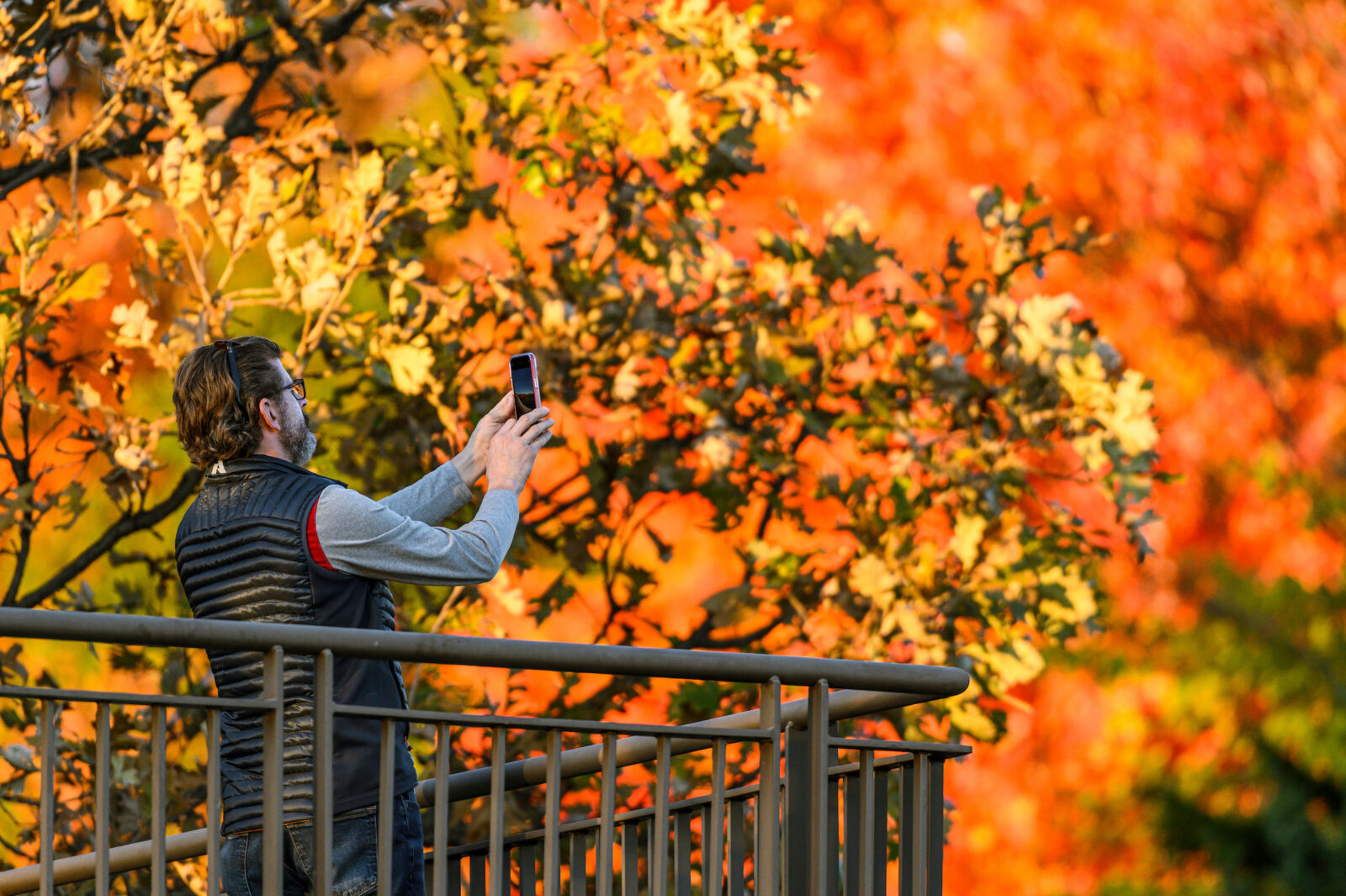 A person takes a photo of orange and yellow leaves during fall in The Arboretum