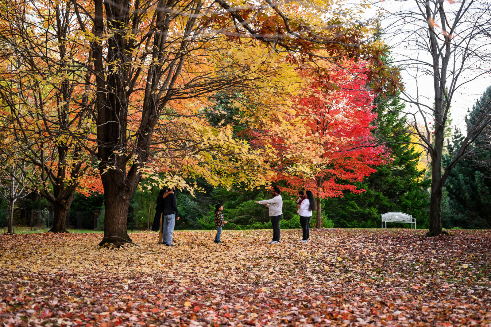 People enjoy fallen leaves and fall colors in The Arboretum