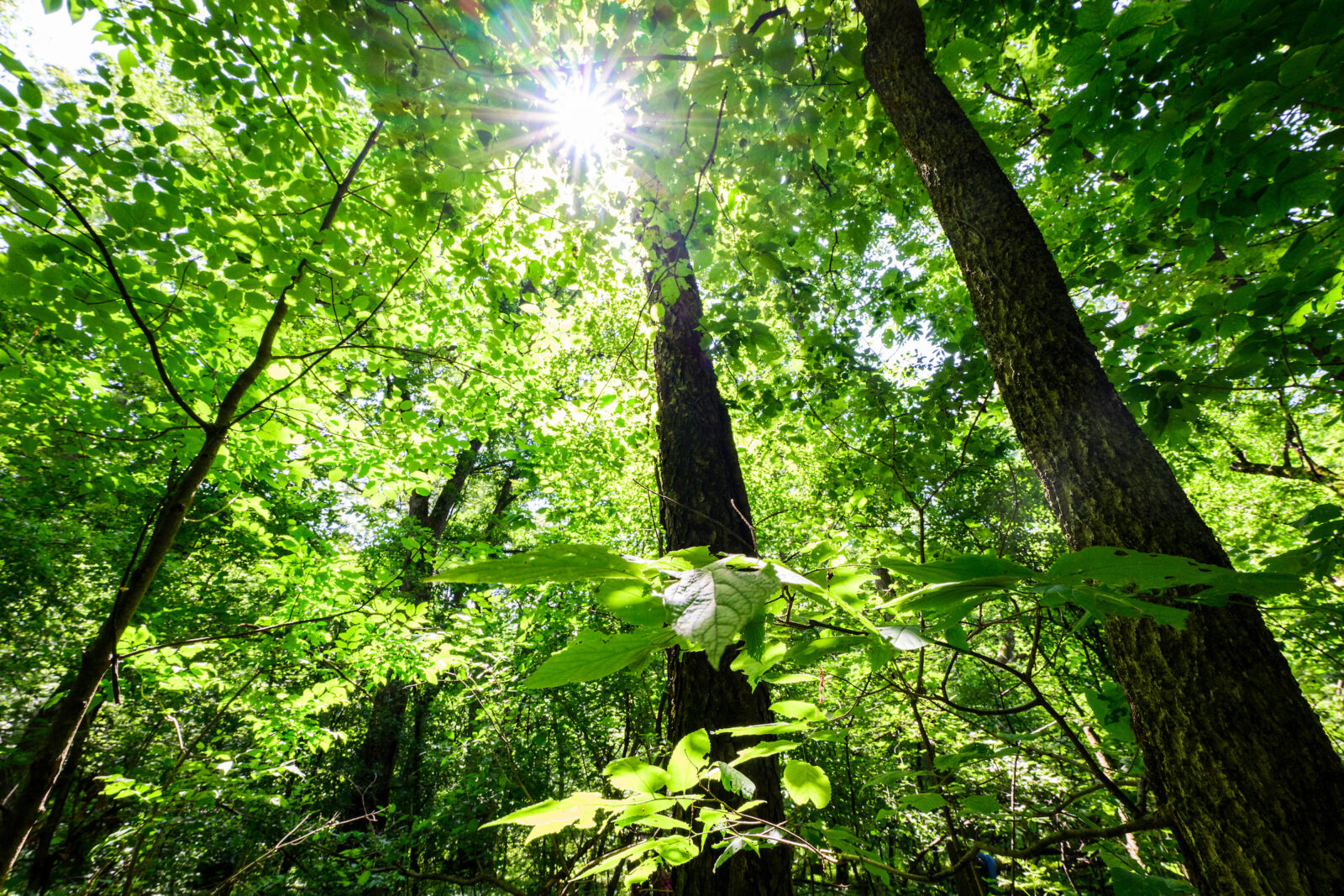 The tree canopy in The Arboretum