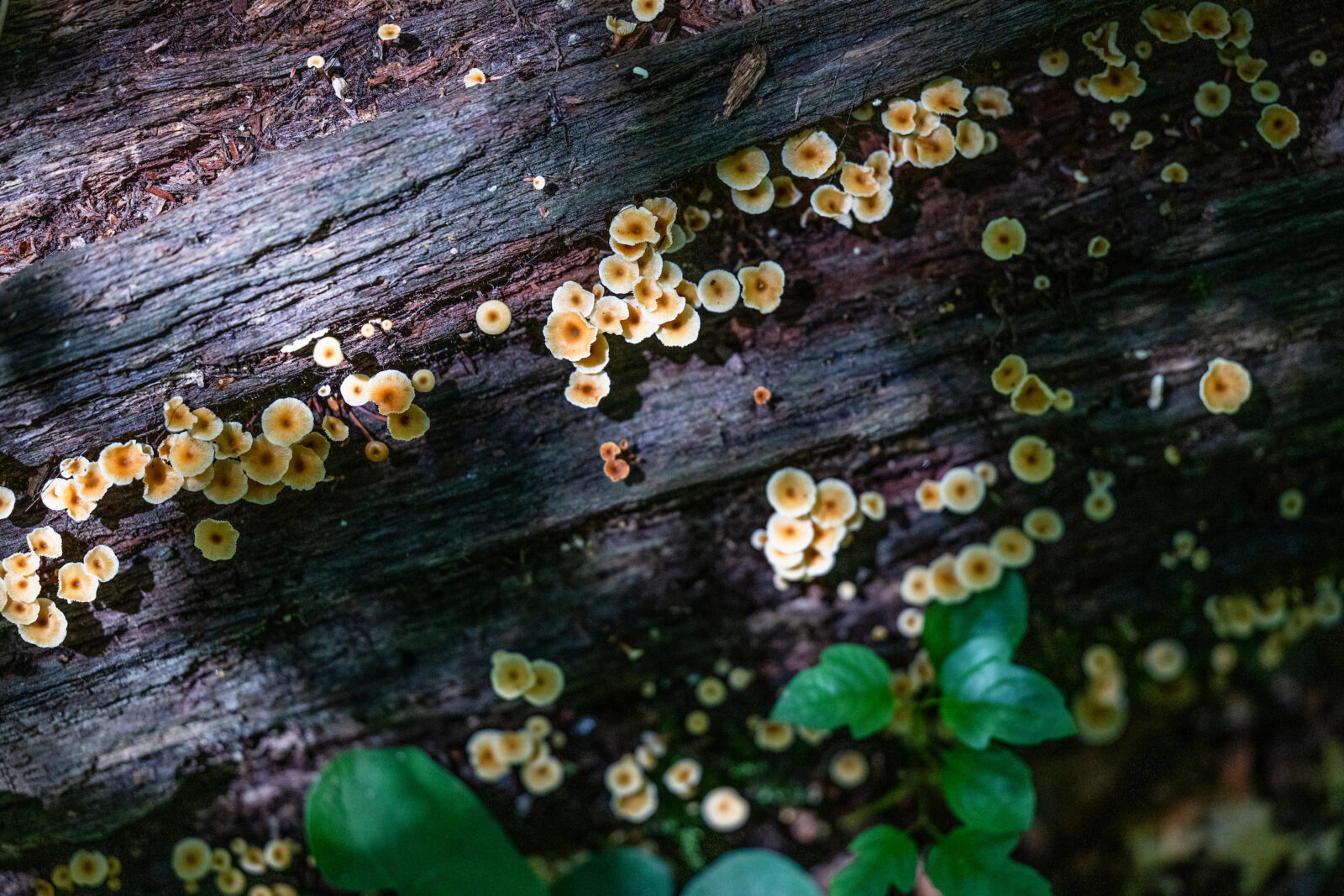 Fungus grows on a fallen tree in The Arboretum