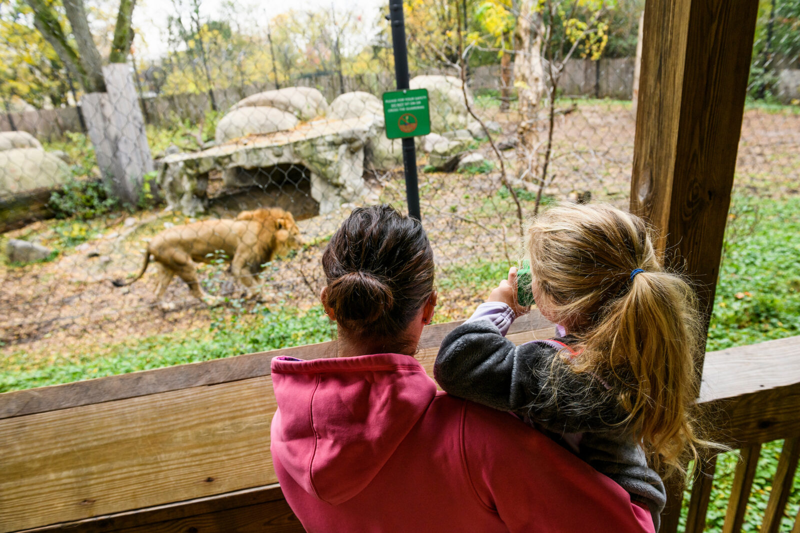 Visitors enjoy watching animal behavior -- including that of a pride of African lions living in the Big Cat Exhibits -- at the Henry Vilas Zoo