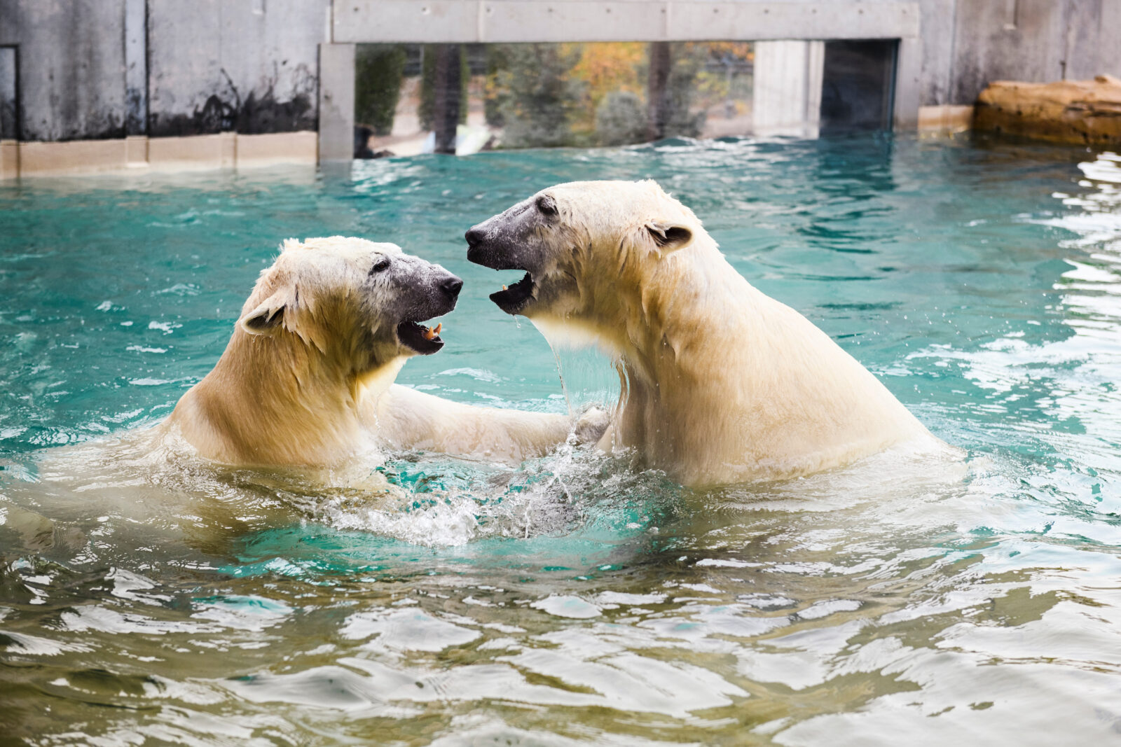 A pair of polar bears living in the Arctic Passage exhibit tussle with one another in the water at the Henry Vilas Zoo