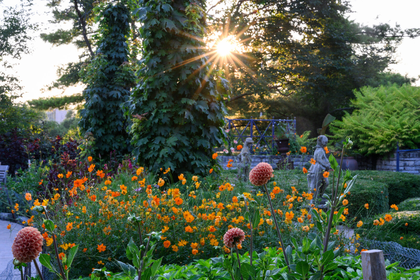This image has an empty alt attribute; its file name is Allen-Centennial-Garden-flowers-2024-07-30AD-42-1600x1067.jpgThe sunset peeks through the trees to illuminate the flowers in the French Garden in Allen Centennial Garden at the University of Wisconsin–Madison on July 30, 2024. (Photo by Althea Dotzour / UW–Madison)