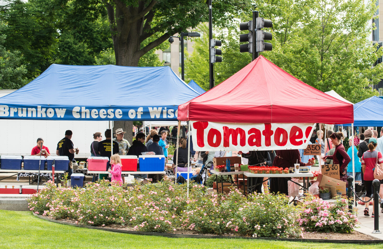Pedestrians shop for fresh cheese, tomatoes and other produce while walking around the Dane County Farmers' Market that circles the Wisconsin State Capitol in downtown Madison, Wis., during a spring morning on June 20, 2015. Attending the Farmers' Market is a favorite weekend activity for many University of Wisconsin-Madison students and members of the Madison community. (Photo by Jeff Miller/UW-Madison)
